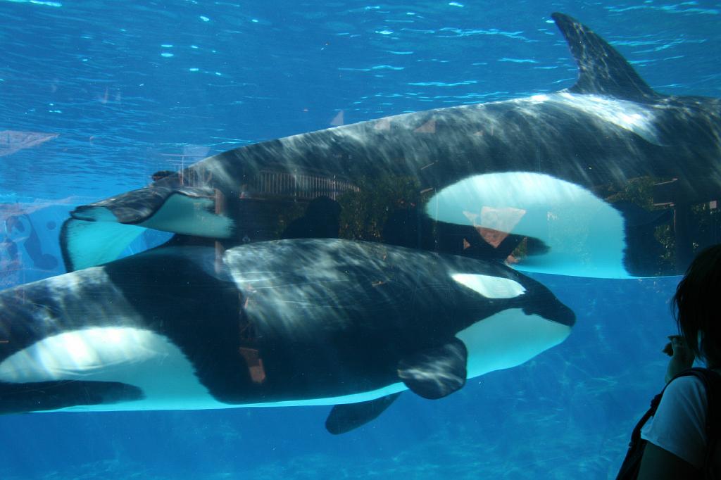 20081018 san diego 014.jpg - Sea World San Diego - But of nameless killer whale and baby killer whale